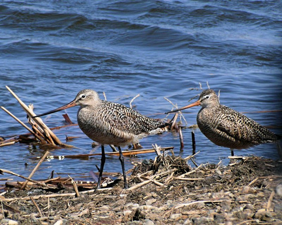 Marbled Godwits (96259646)