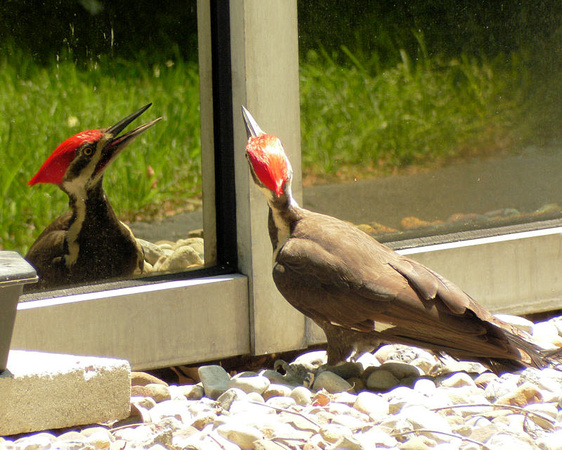 Pileated Woodpecker (79354835)