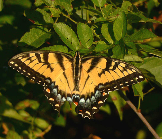 tiger-swallowtail-2 (48854871)