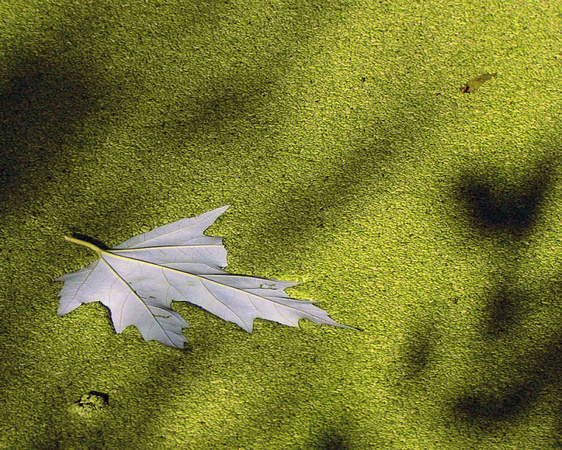 Maple Leaf on Duckweed (83864731)