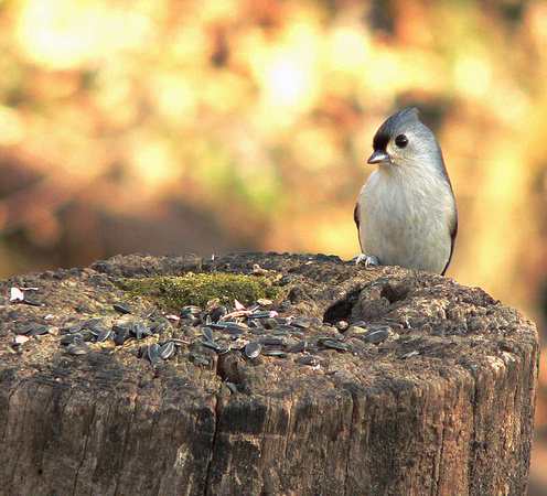 Tufted Titmouse (36802594)