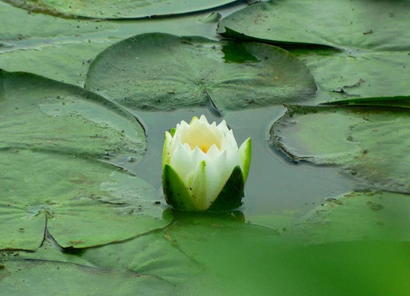 Water Lily (45951316)