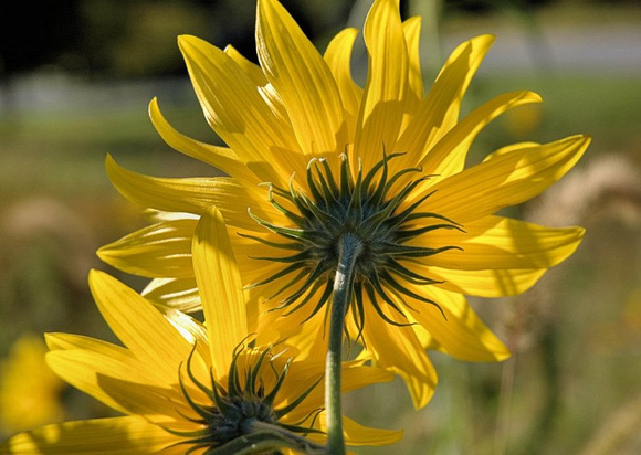 Sunflowers_4 (117458015)